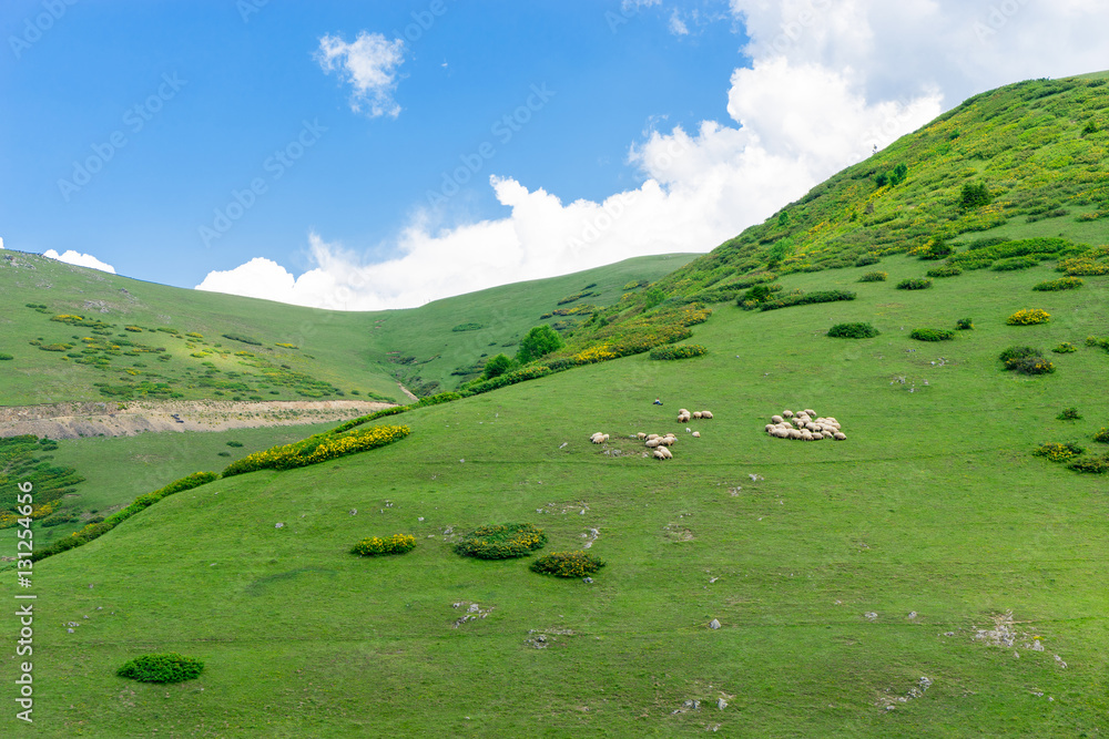 Obraz premium Beautiful pine trees on background high mountains. Giresun