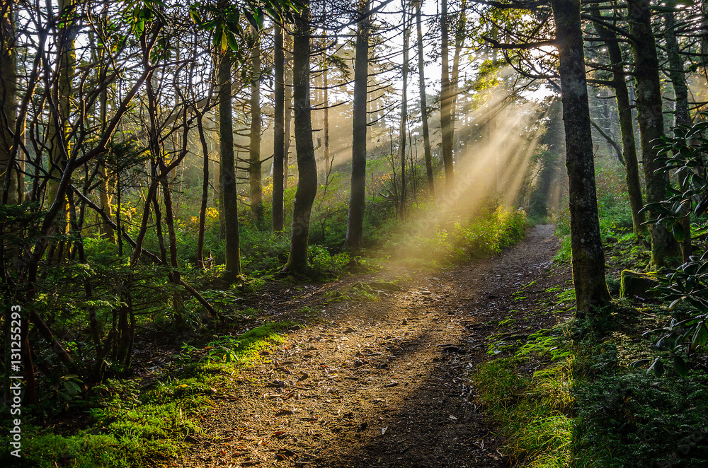 Fototapeta premium Sunshine filters through summer foliage along a hiking trail in Roan Mountain State Park