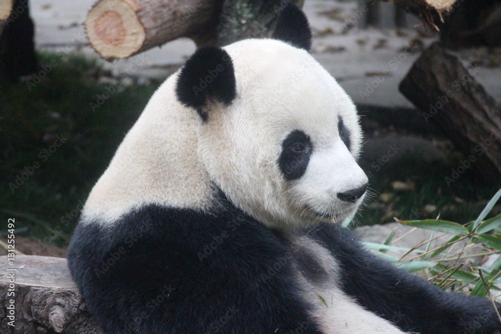 Obraz premium Panda in Chengdu