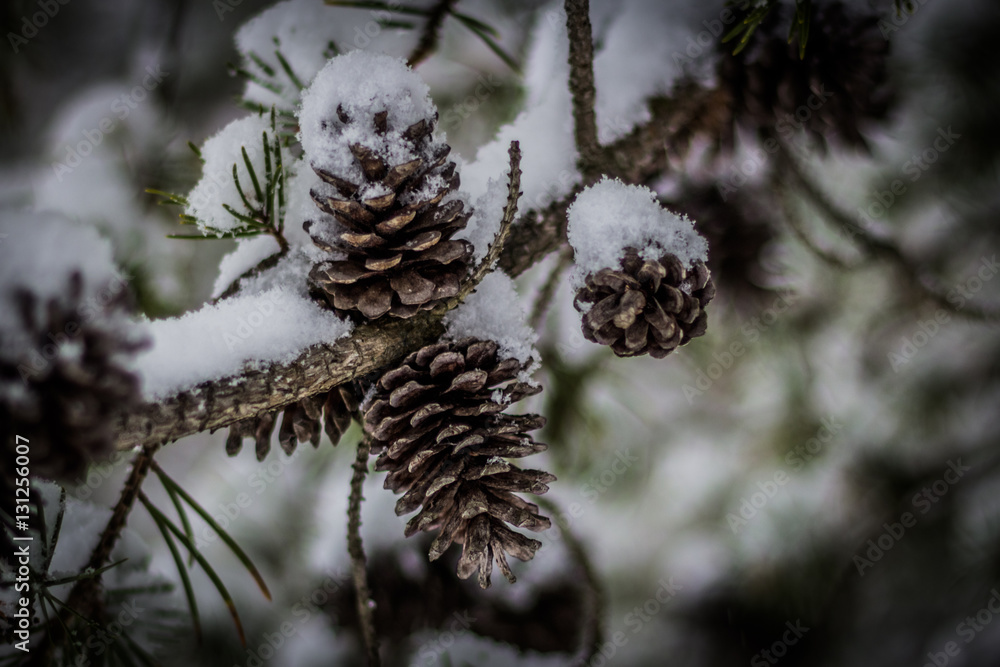 Winter Pine Tree Closeup