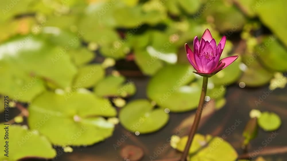 Purple pink water Nymphaea in a pond with a fountain. Water garden. Beautiful flower. Asia. Purple pink water Nymphaea in a pond with a fountain. Water garden. Beautiful flower. Asia.