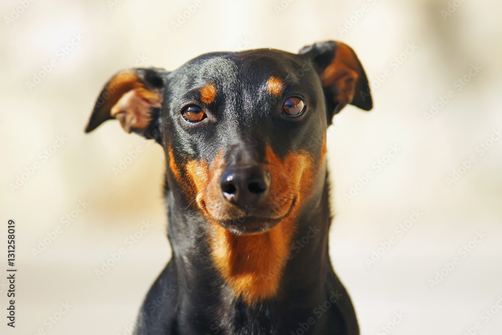 The portrait of a black and tan German Pinscher dog with natural droopy ears The portrait of a black and tan German Pinscher dog with natural droopy ears