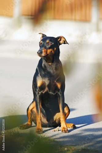 Black and tan German Pinscher dog with natural droopy ears sitting outdoors at sunny weather