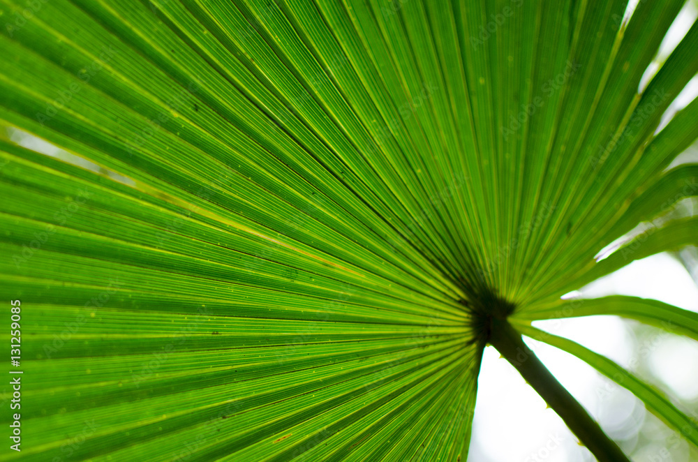 Fototapeta premium Leaf