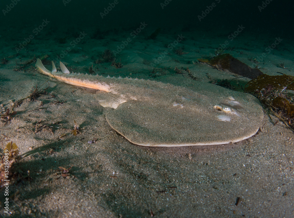 Fototapeta premium Thornback Ray in sand