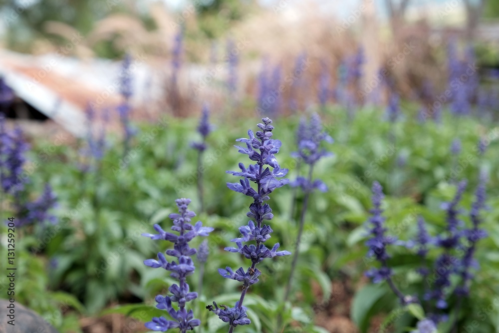 Obraz premium Violet color flower in the garden 