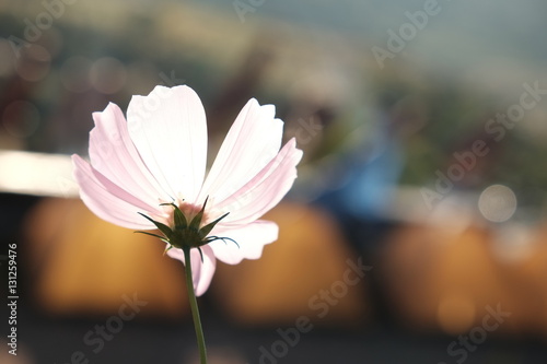 beautiful cosmos flower and sunlight