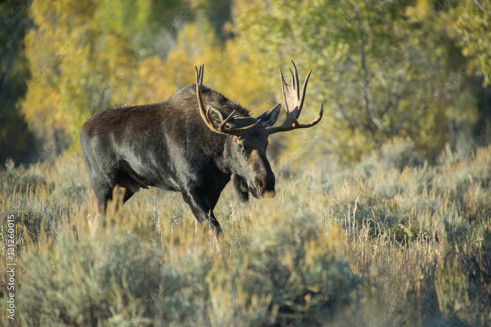 Moose in a field Moose in a field
