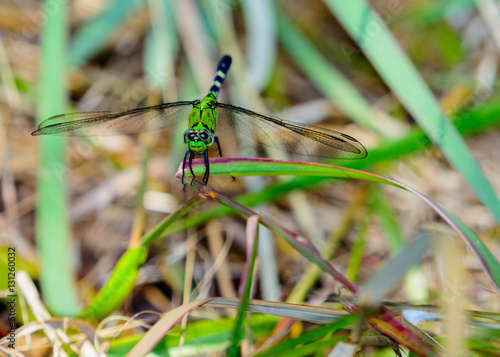 Eastern Pondhawk Dragonfly (Erythemis simplicicollis) © jwjarrett