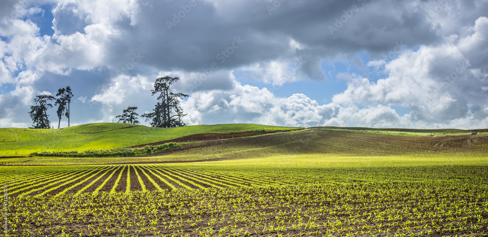 New Zealand Rural Landscape