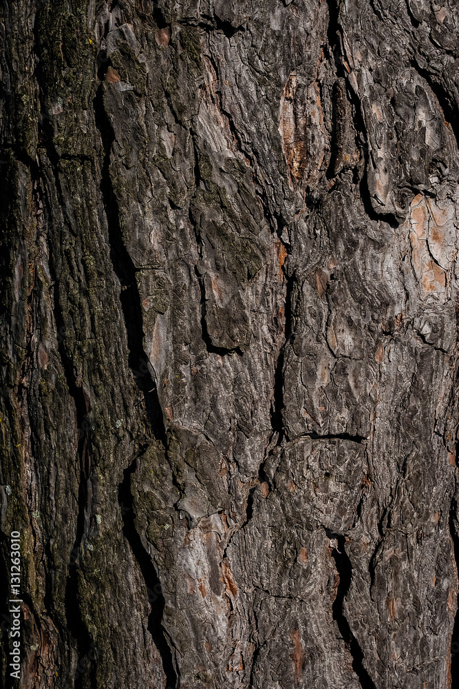 Naklejka premium Bark texture