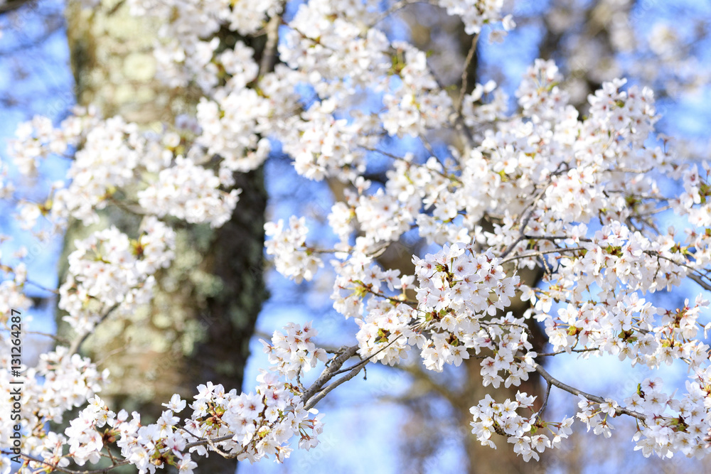 桜
