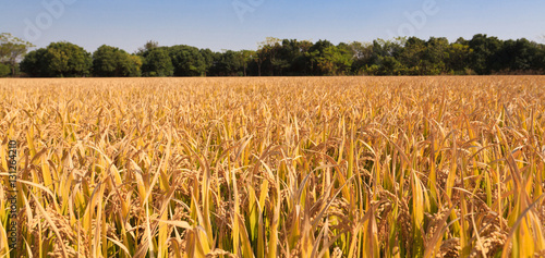 Mature rice fields
