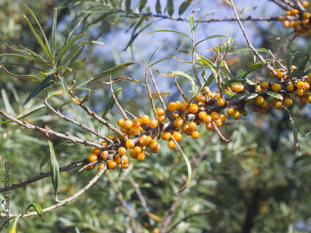 Fototapeta premium Sea buckthorn, Hippophae, berries riping on branch, close-up, selective focus, shallow DOF