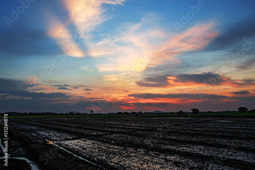 Silhouette twilight sunset sky at the country rice farm field landscape 