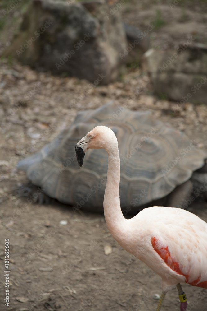 Fototapeta premium Flamingo