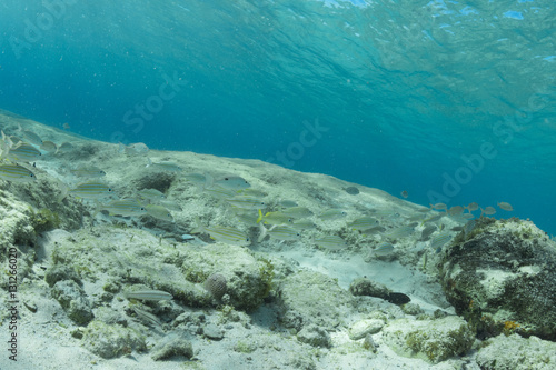 Fototapeta Naklejka Na Ścianę i Meble -  Cozumel tropical reef fish