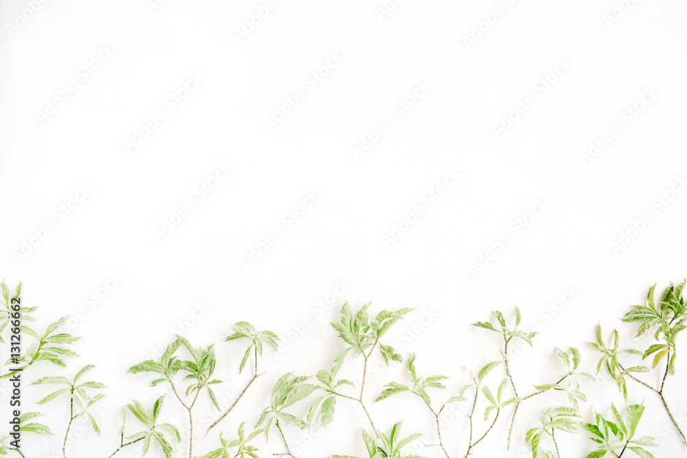 green leaf pattern on white background. flat lay header green leaf pattern on white background. flat lay header