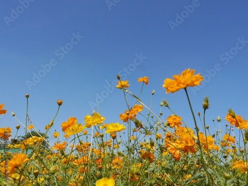 Yellow Cosmos