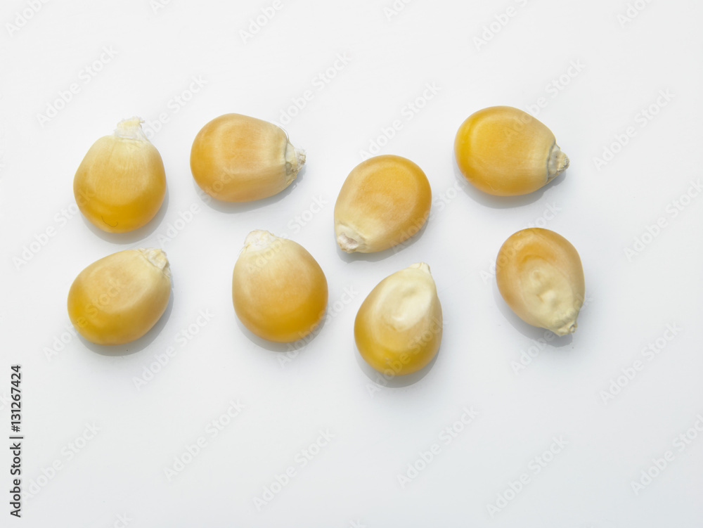 maize corn maize corn