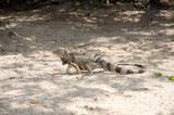 Wild iguana at the sand in Aruba