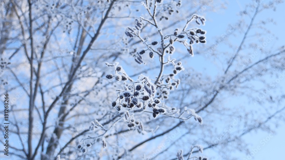 frozen branches linden tree in the snow on a blue sky nature landscape winter frozen branches linden tree in the snow on a blue sky nature landscape winter
