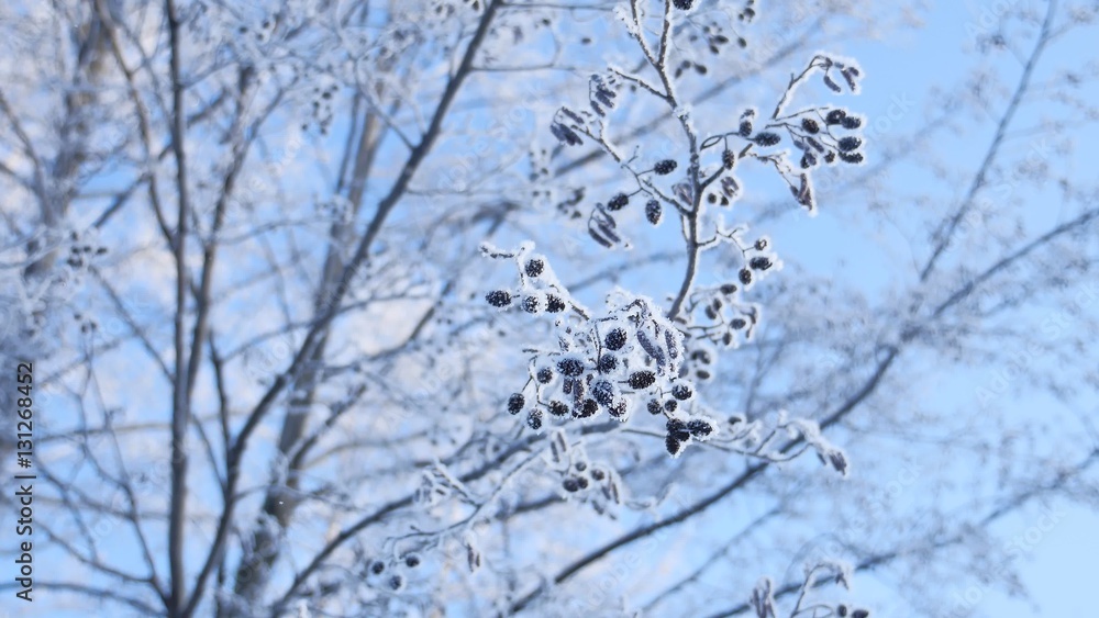 frozen branches linden tree in the snow on a blue sky nature landscape winter frozen branches linden tree in the snow on a blue sky nature landscape winter