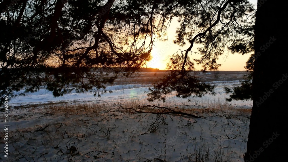 winter landscape sunset in the forest, fabulous pine nature forest, christmas tree winter landscape sunset in the forest, fabulous pine nature forest, christmas tree