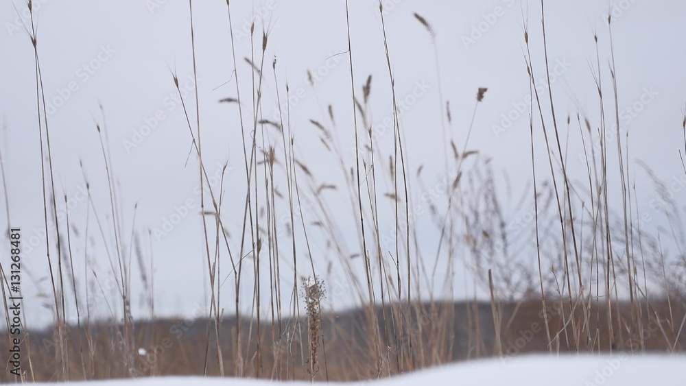 dry grass sways in the wind snow winter nature field beautiful landscape dry grass sways in the wind snow winter nature field beautiful landscape