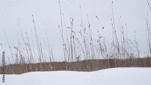 dry grass sways in the wind snow winter field beautiful nature landscape