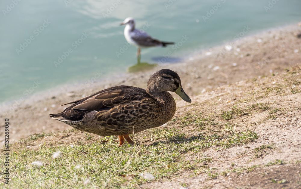 Fototapeta premium female wild duck
