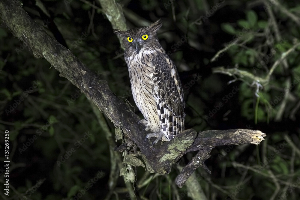 Fototapeta premium Brown fish owl on dead tree