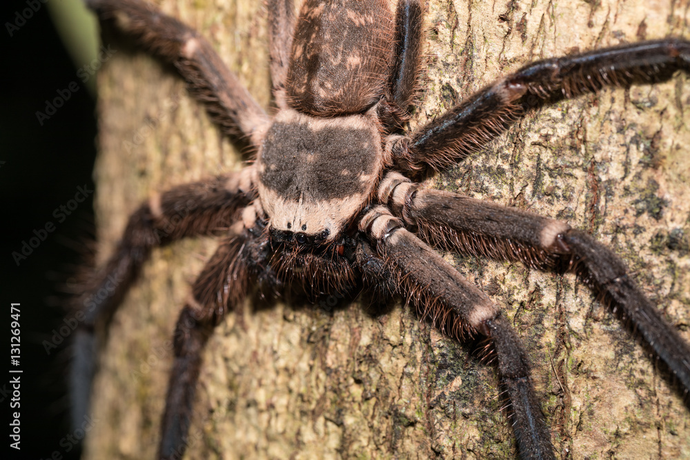 big huntsman spider on tree Madagascar big huntsman spider on tree Madagascar