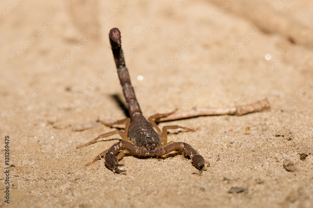Scorpions, predatory arachnids Madagascar