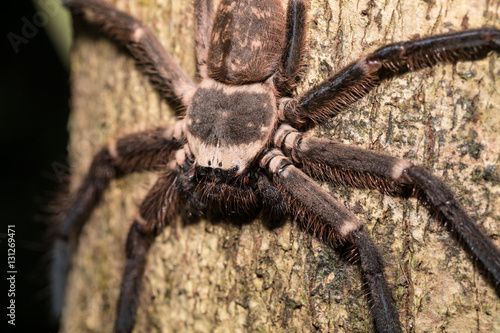 big huntsman spider on tree Madagascar
