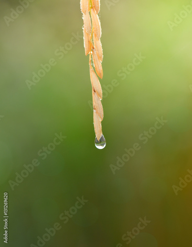 water drops on rice plant