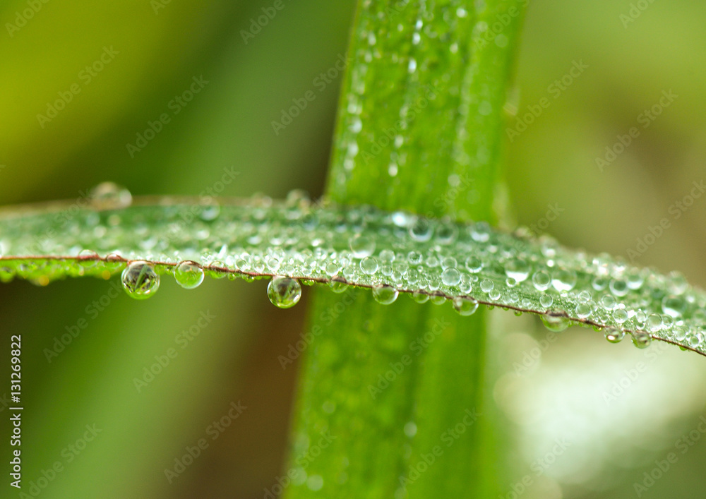 water drop on green grass water drop on green grass