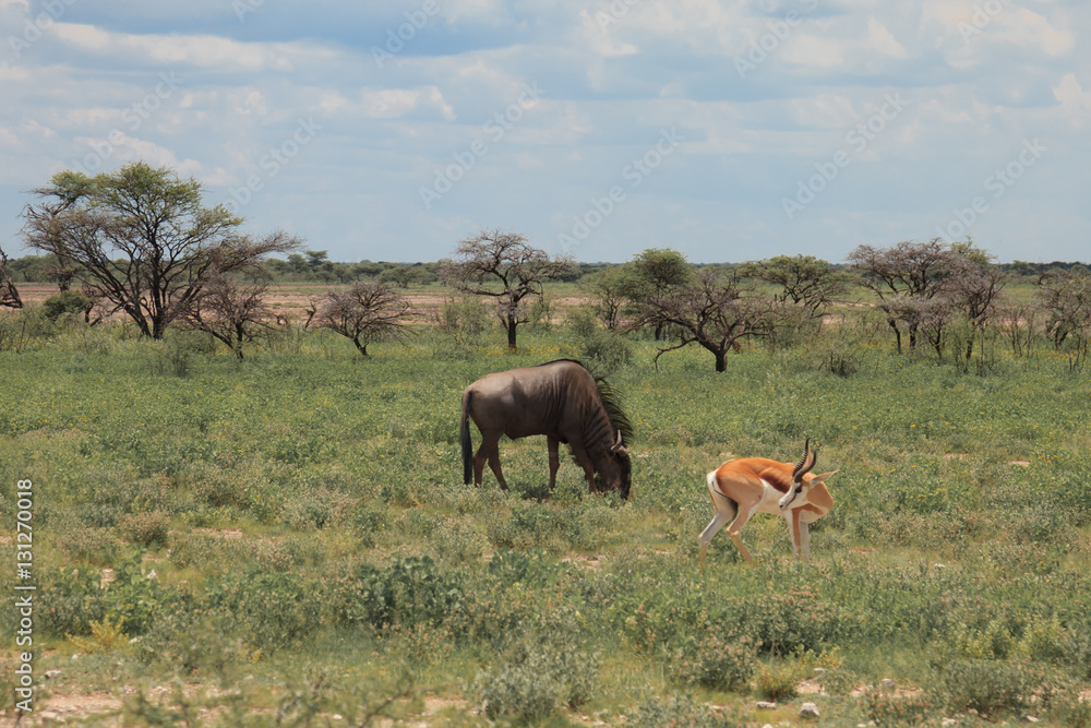 big wildebeest grazing and eat with buatifui springbok in the bu