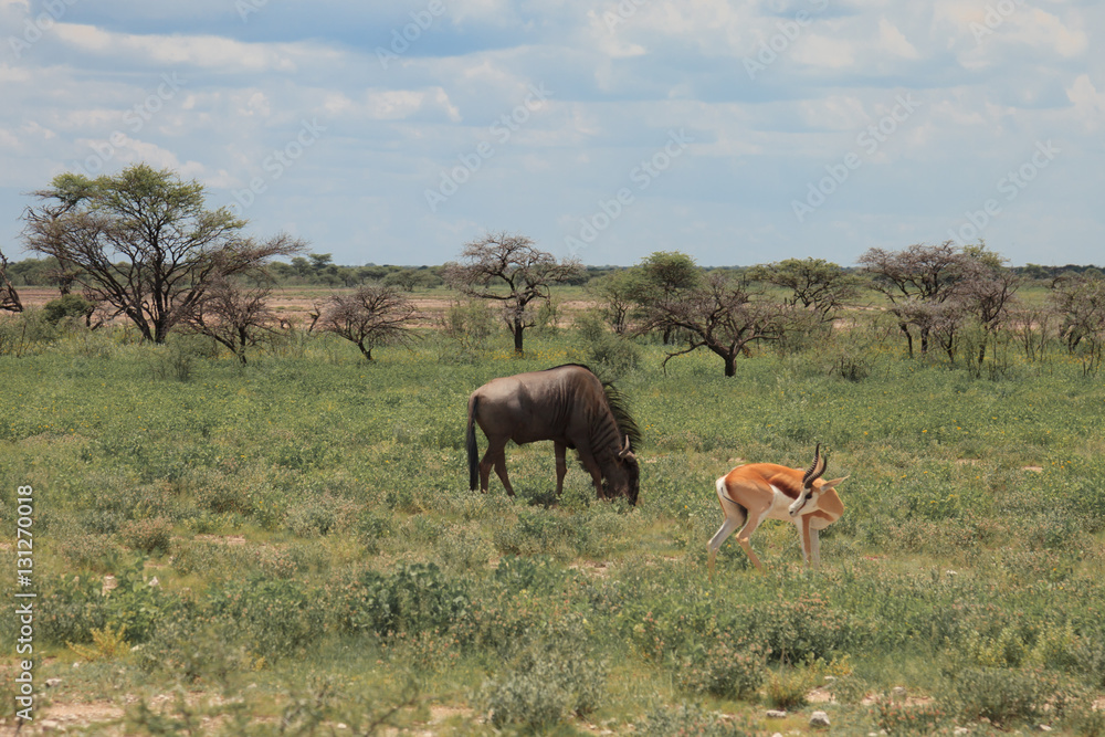 big wildebeest grazing and eat with buatifui springbok in the bu big wildebeest grazing and eat with buatifui springbok in the bu