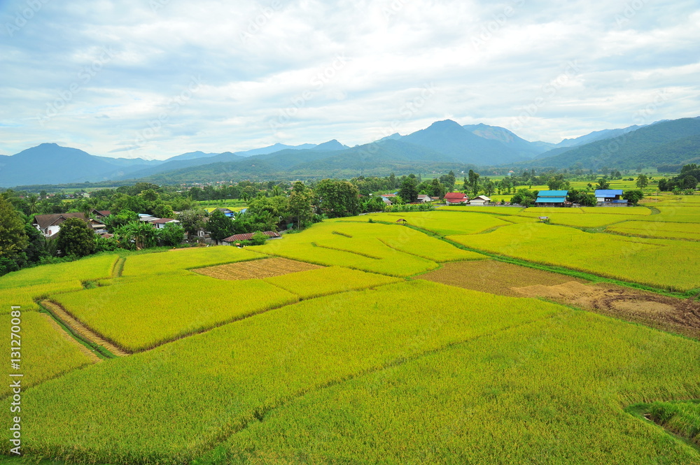 Aerial View of Paddy Rice Fields 