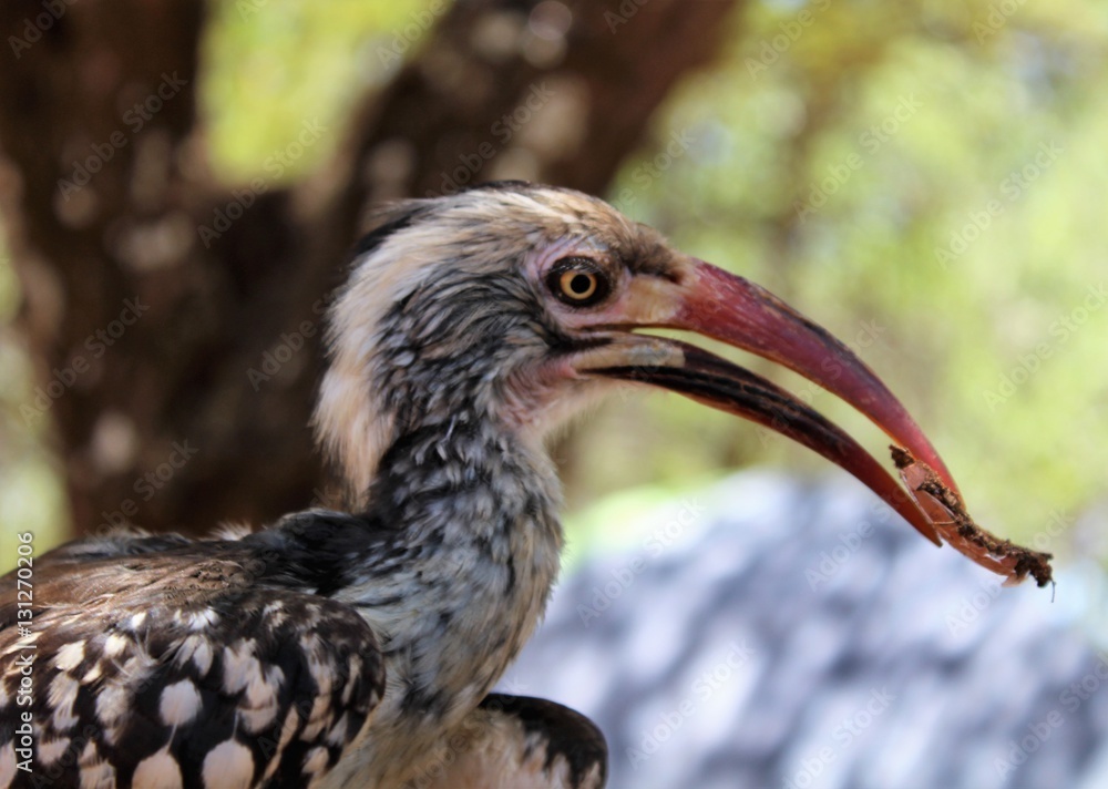 Obraz premium Hornbill portrait