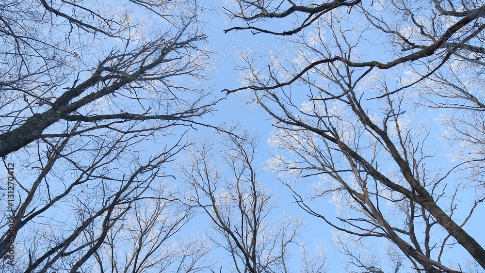 tops of trees in the snow frozen forest against the blue sky nature landscape winter tops of trees in the snow frozen forest against the blue sky nature landscape winter