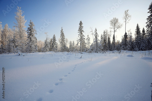 winter landscape footprints in the snow © kichigin19