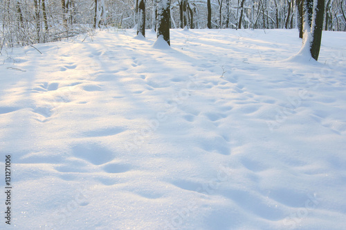 Wallpaper Mural winter park Torontodigital.ca