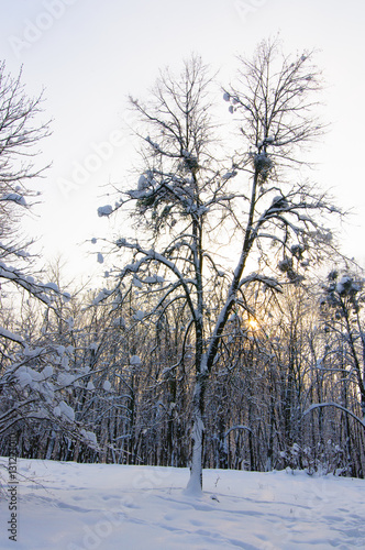 Wallpaper Mural winter park Torontodigital.ca
