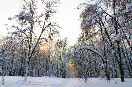Wallpaper Mural winter park Torontodigital.ca