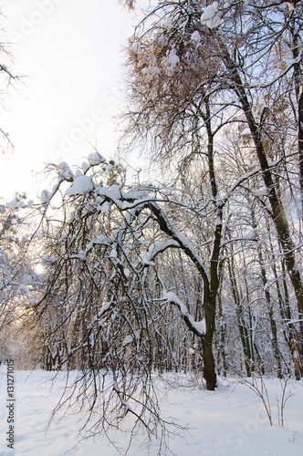 Wallpaper Mural winter park Torontodigital.ca