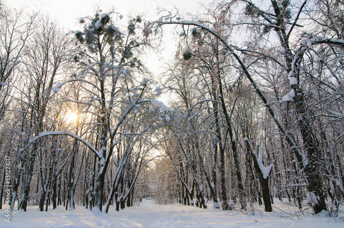 Wallpaper Mural winter park Torontodigital.ca