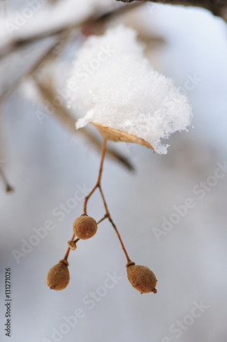 Wallpaper Mural winter park Torontodigital.ca