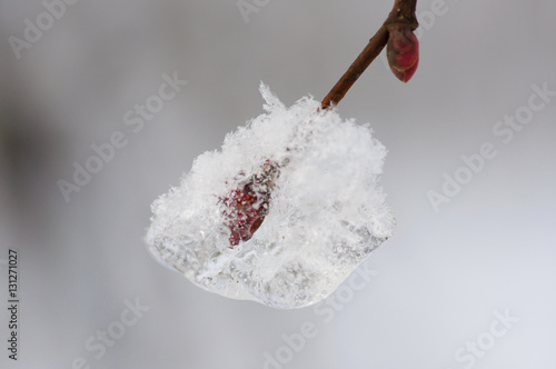 Wallpaper Mural winter park Torontodigital.ca